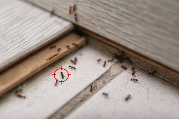 Best Affordable Pest Control Services  in Lindale, TX