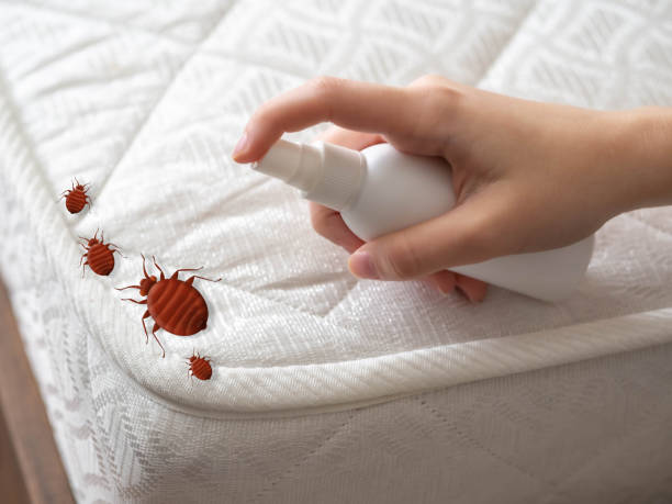 Best Best Pest Control Companies  in Lindale, TX