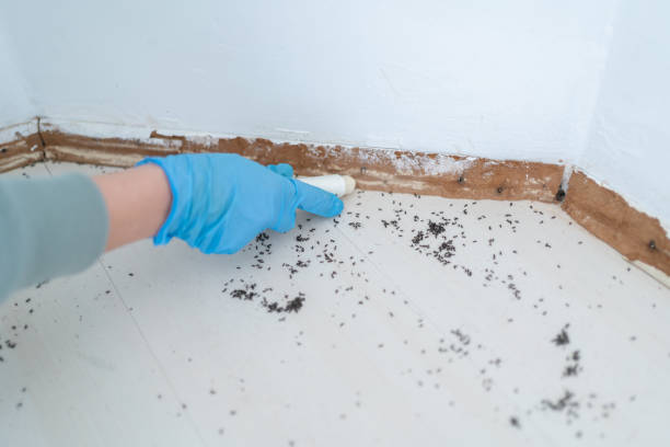 Best Wasp Removal Services  in Lindale, TX
